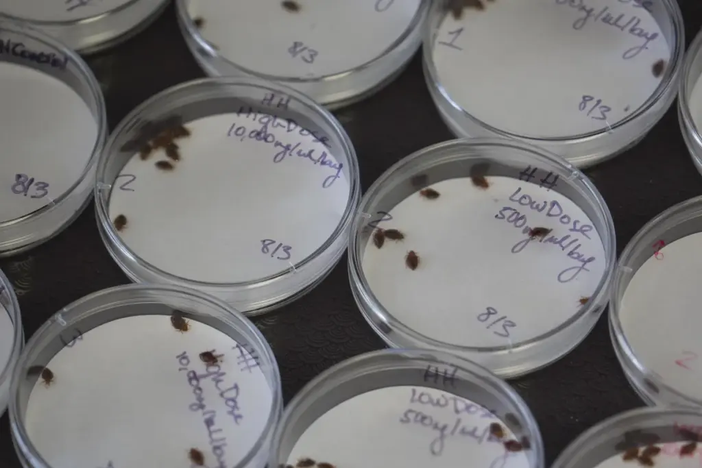 Bedbugs crawl around in Petri dishes.
