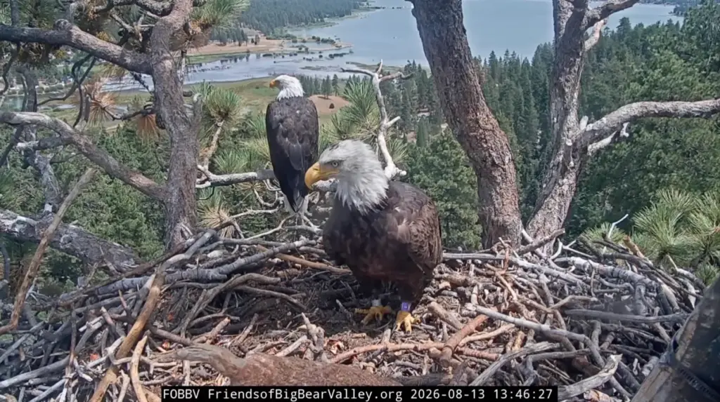 Bald eagles Shadow and KD1 nest together Thursday, Aug. 13,...