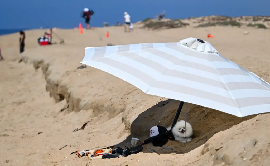 A dog hangs out under an umbrella near an area...