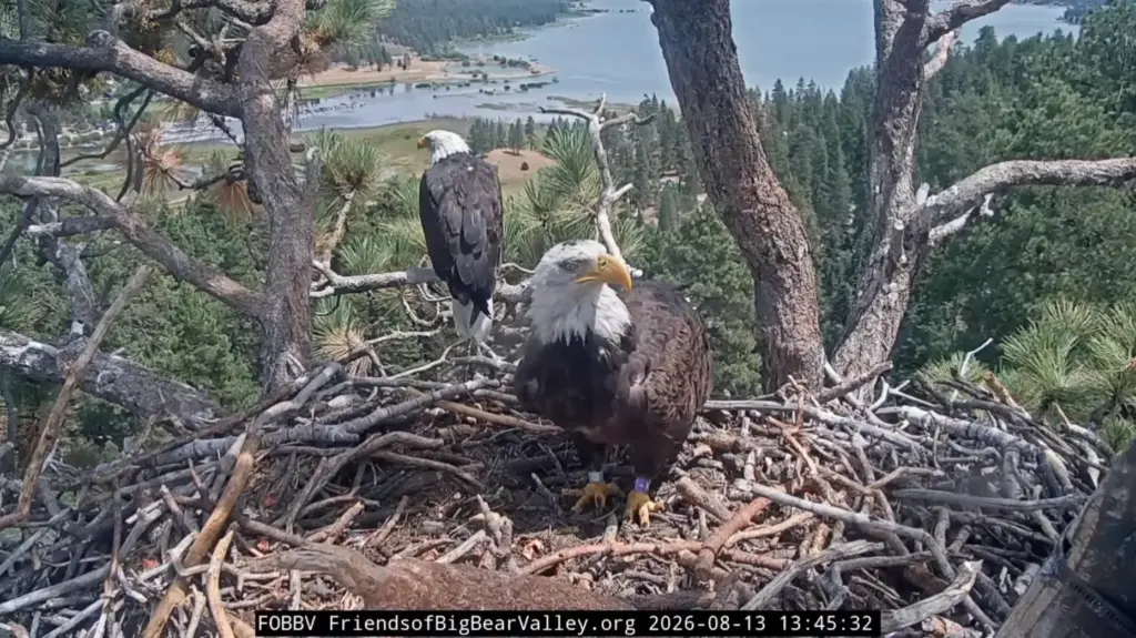 Bald eagles Shadow and KD1 nest together Thursday, Aug. 13,...