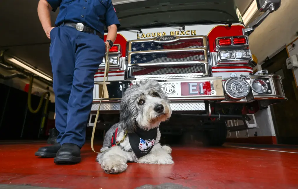 Laguna Beach Firefighter/Paramedic Logan Strook with Oro, a 2-year-old Aussiedoodle...