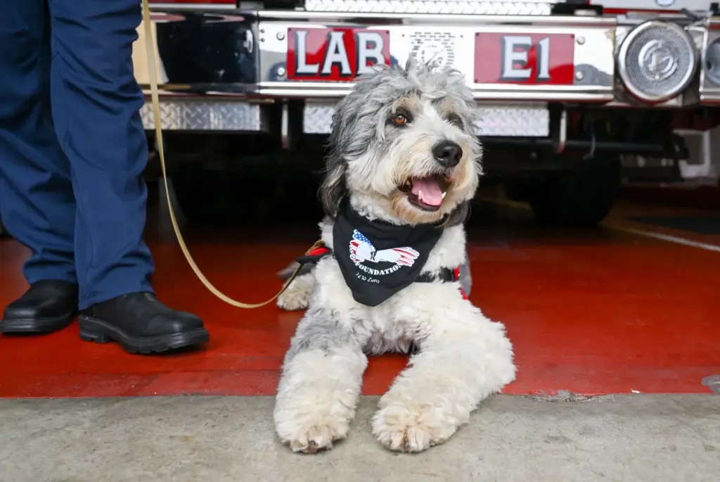 Laguna Beach Firefighter/Paramedic Logan Strook with Oro, a 2-year-old Aussiedoodle...