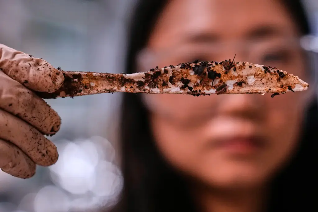 Katie Byun holds up a compostable knife, which was made...