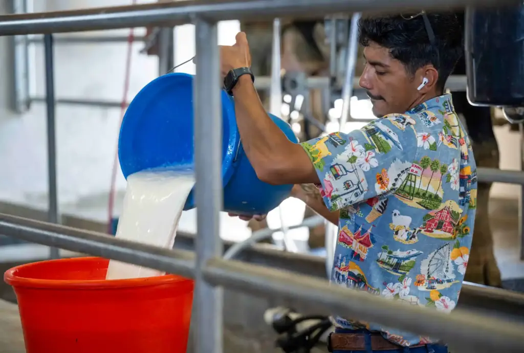 A farmhand poors milk into a pail during a cow...