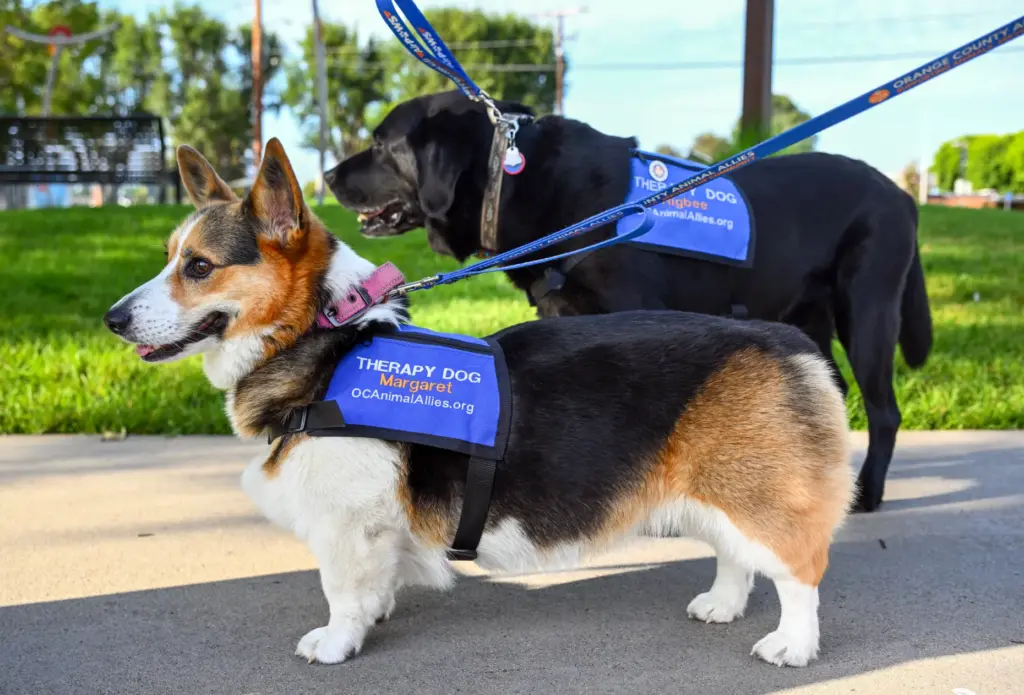 Margaret, a 4-year-old corgi, and Higbee, an 11-year-old black lab,...