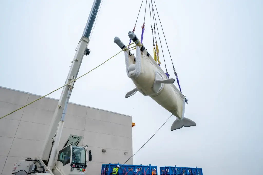 Rescued beluga arrives to SeaWorld San Diego. (Courtesy of SeaWorld...