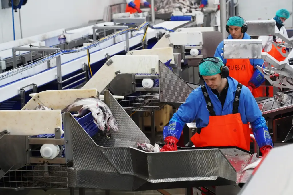 Workers process fish at Visir’s fish processing facility in Grindavik,...