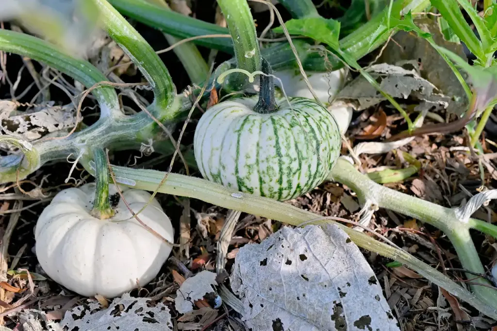 Pumpkins grow in the Laguna Woods Garden Centers Club’s Giving...