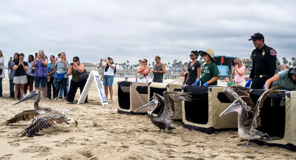 The Wetlands and Wildlife Care Center Orange County released 5...