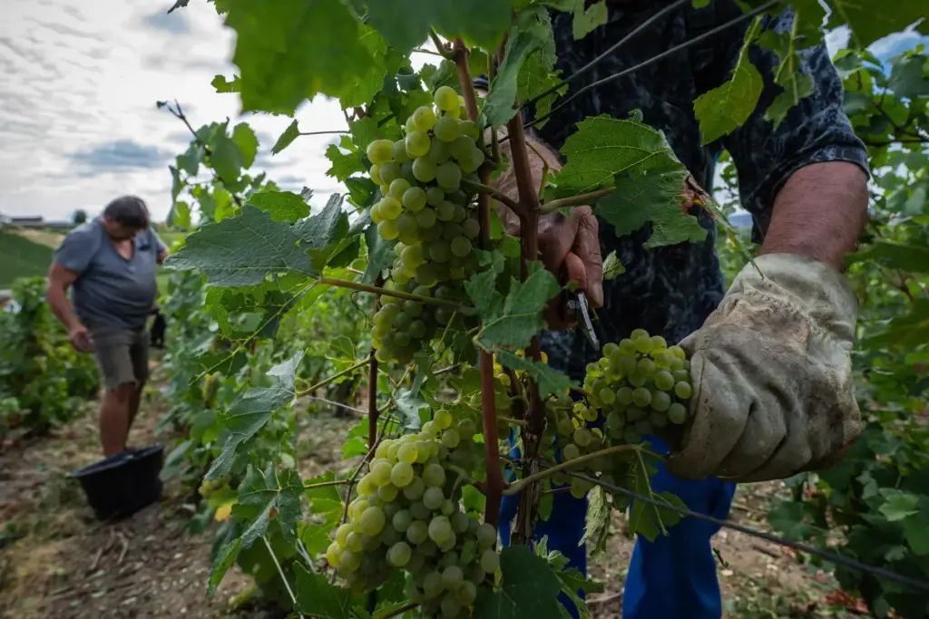 A grape-picker harvests Chardonnay grapes.