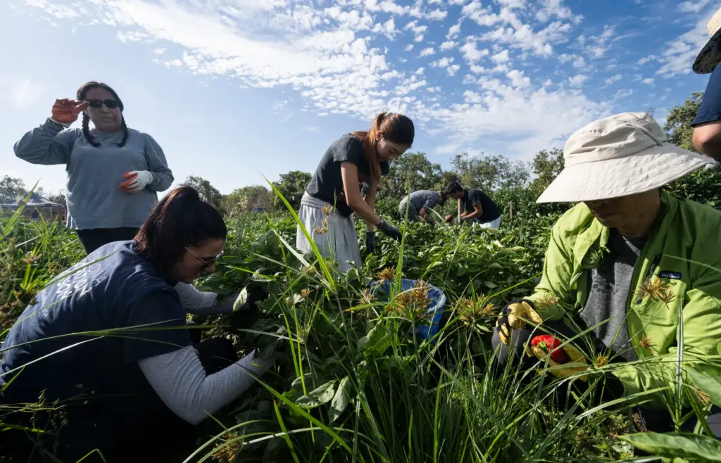 Staff and volunteers pick bell peppers at the Harvest Solutions...