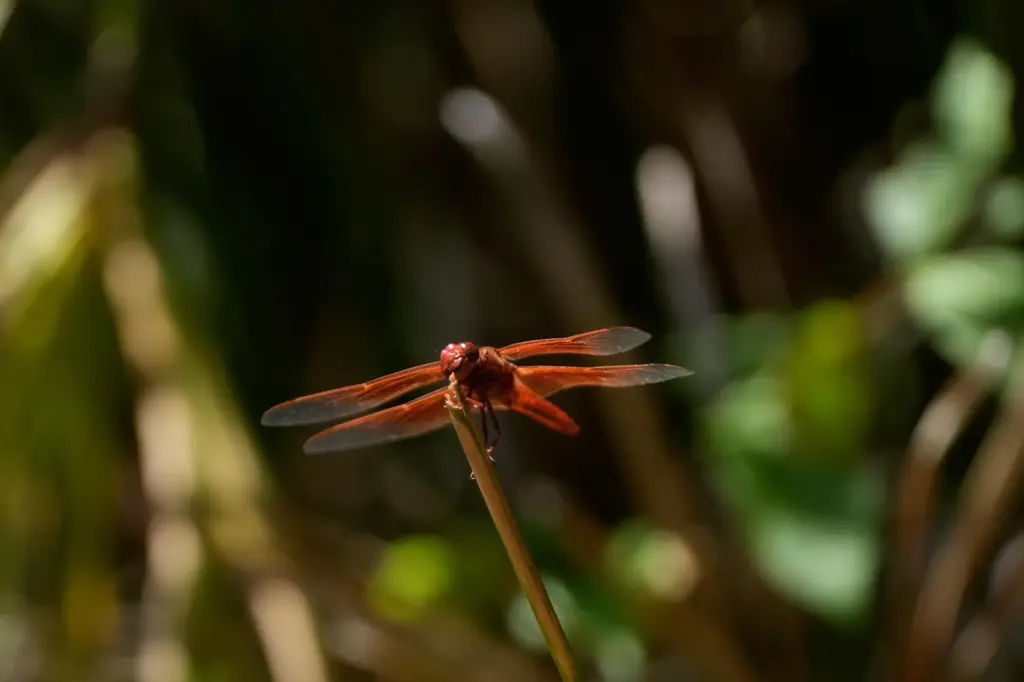 A dragonfly rests on a plant at the Lake Merritt Dragonfly Habitat Garden.