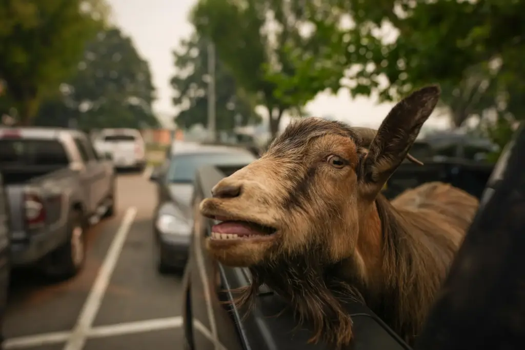 A goat belonging to Greg Krauter, who was forced to...