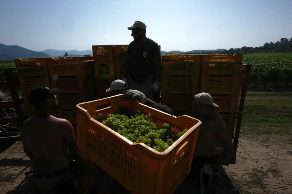 Workers unload crates of wine grapes on a tractor during...