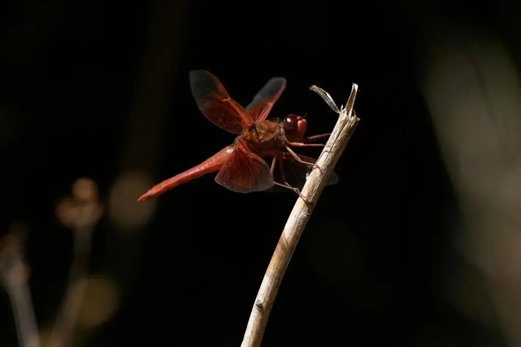A dragonfly rests on a plant at the Lake Merritt Dragonfly Habitat Garden.