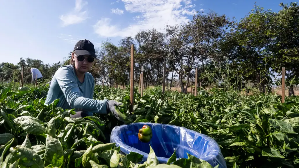 Volunteer Elise Druehl, of Irvine, picks bell peppers at the...