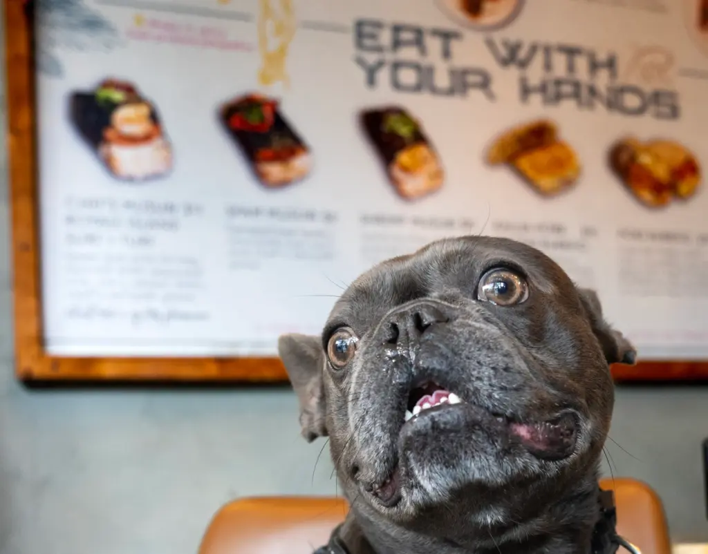 Milo waits while owner Stephanie Tateishi orders food at The...