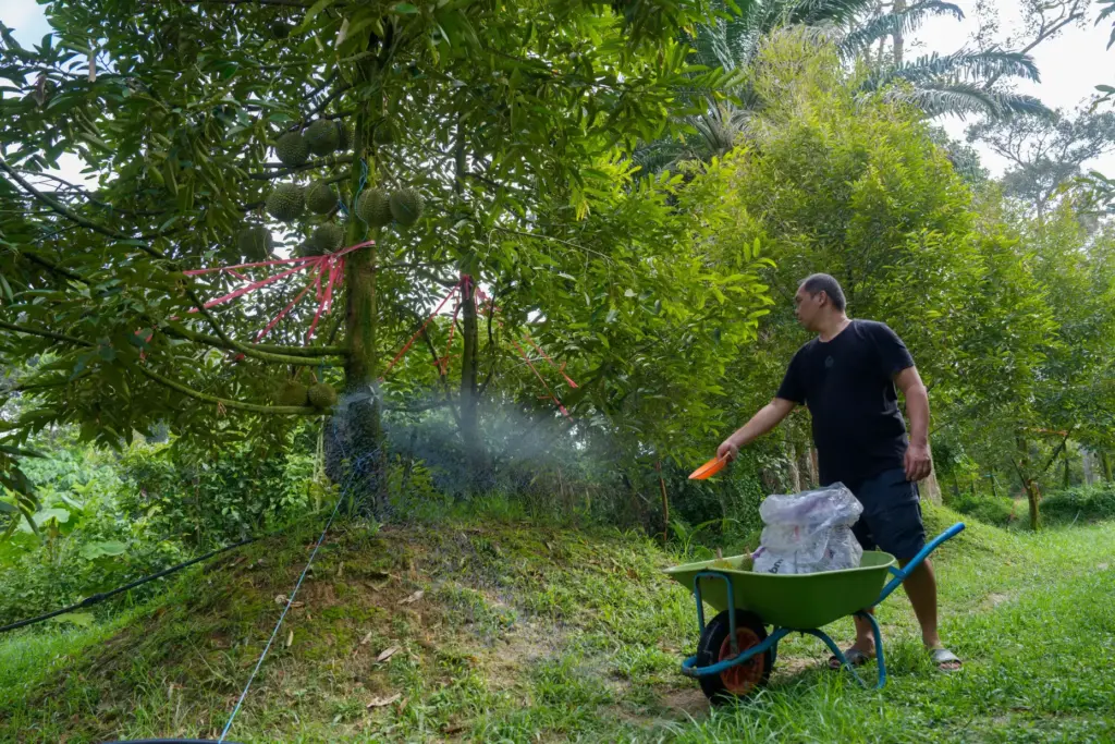 Durian farmer Stephen Chow sprays fertilizer on a tree at an orchard.