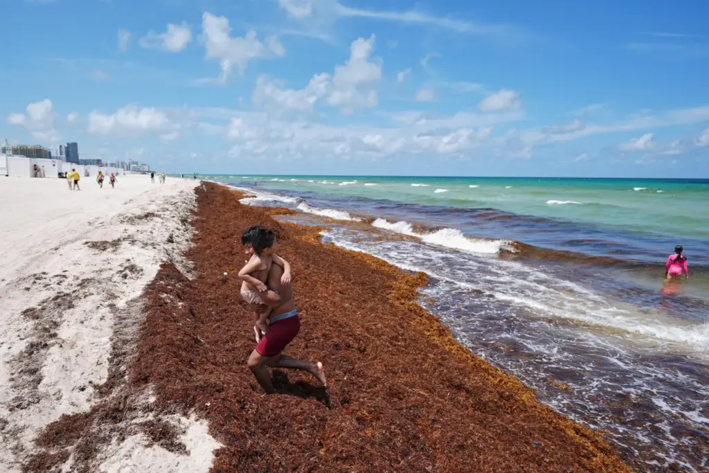 FILE – A man carries a child through sargassum seaweed...
