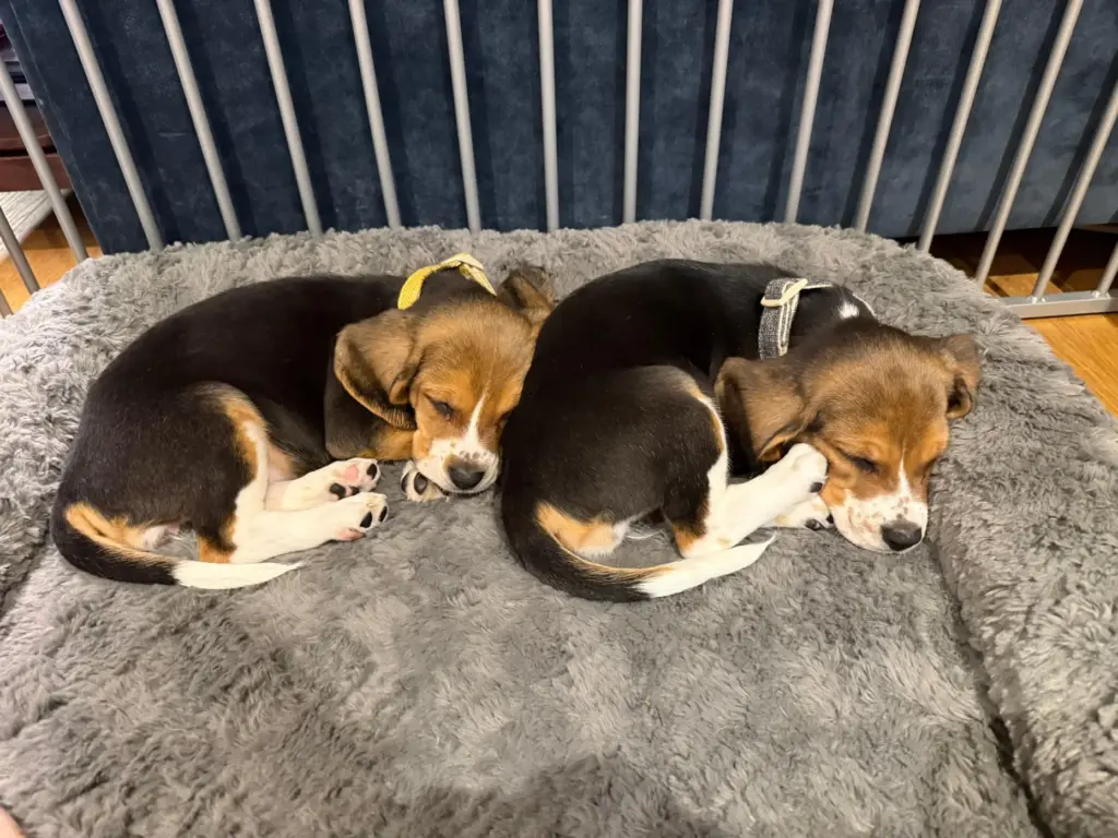 Alfie and Bailey, gene-edited hypoallergenic dogs