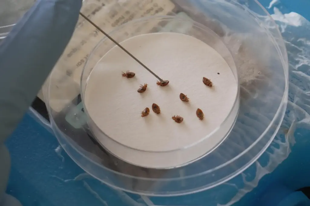 Assistant Professor Christopher Hayes uses a probe to turn over anaesthetized bedbugs.