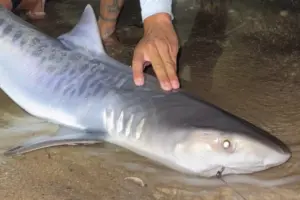 Tiger shark caught off Massachusetts could be sign of warming waters