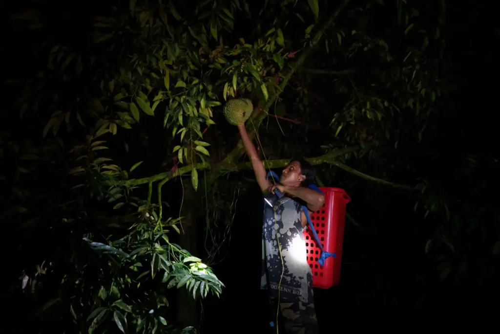 A worker sorts freshly harvested durians at a farm collection point.