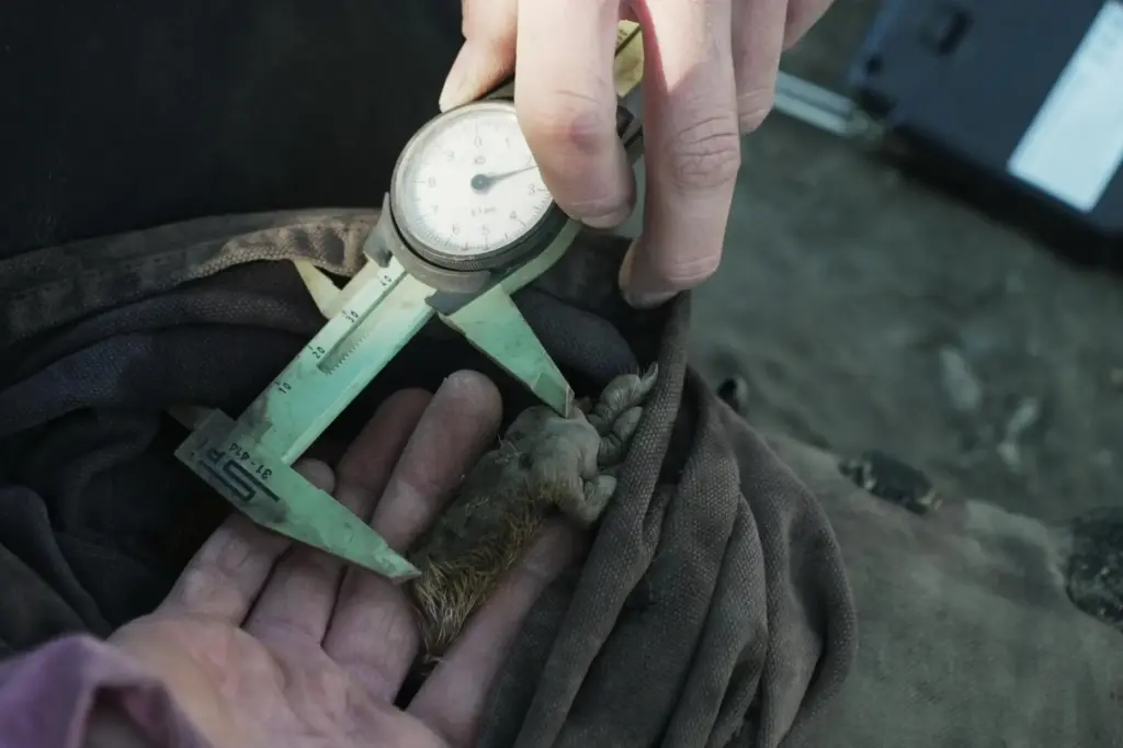 A researcher measures a marmot’s foot Thursday, Aug. 6, 2026,...