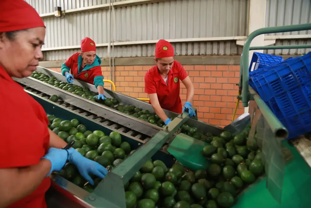 Workers sort avocados at a packing plant in Tacambaro, Mexico...