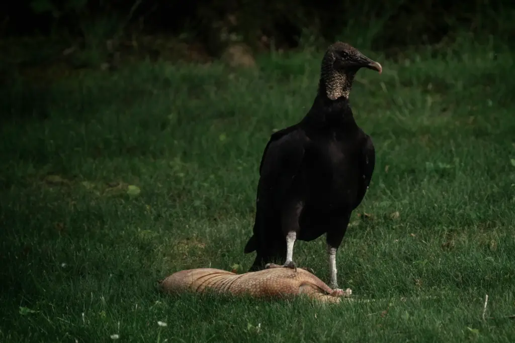 A black vulture pauses while feeding on an armadillo near...