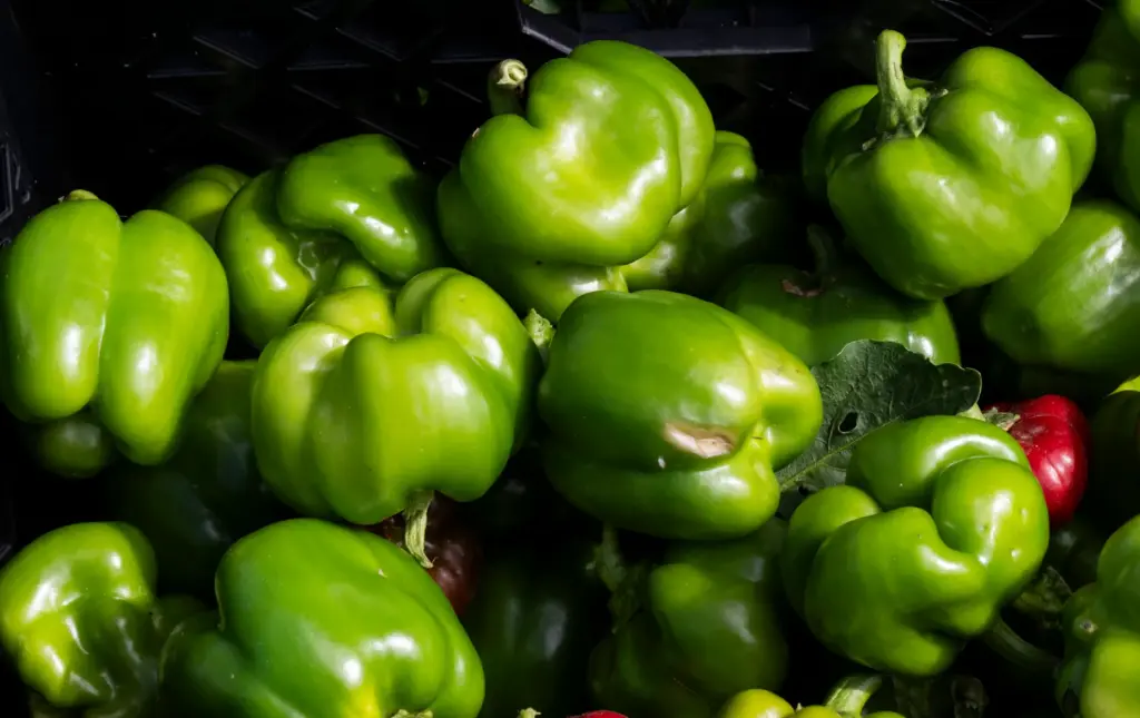 Workers were picking bell peppers at the Harvest Solutions Farm...