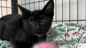 Stormy, the resilient kitten stranded for weeks in Gardena storm drain, gets adopted