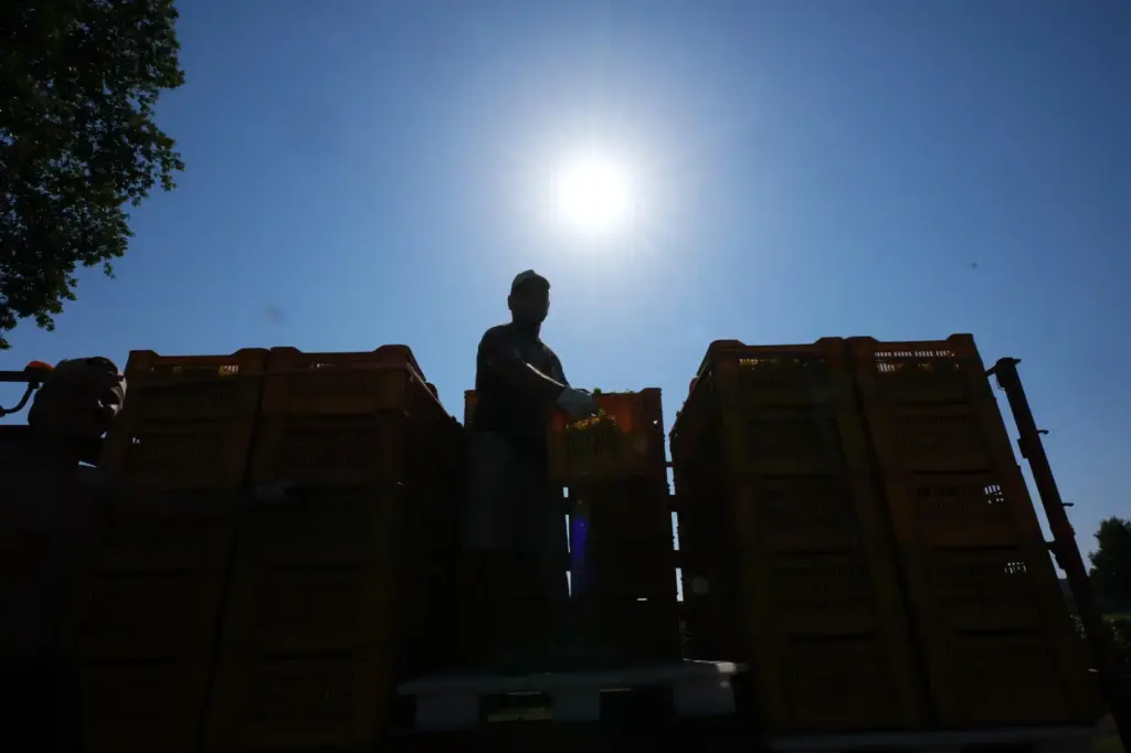 A worker unloads a crate of wine grapes on a...