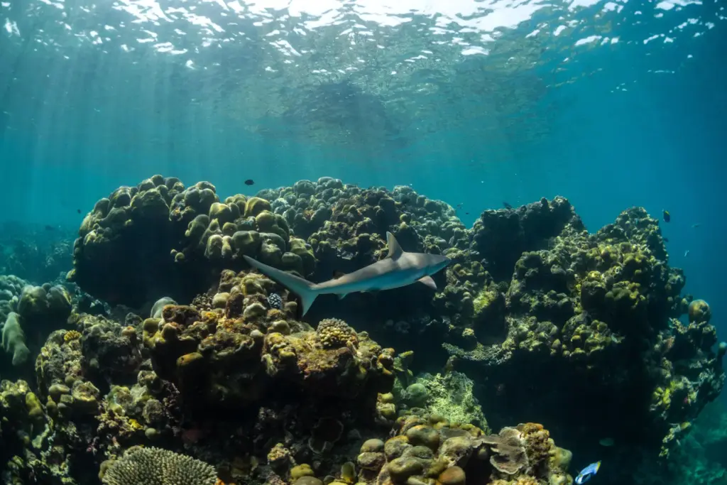 A juvenile grey reef shark swims at Addu Nature Park,...