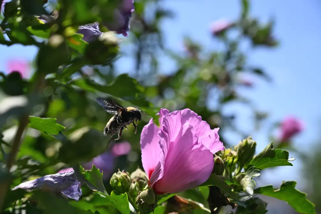 A pollinator buzzes about hibiscus at Plantation Park Heights Urban Farm.