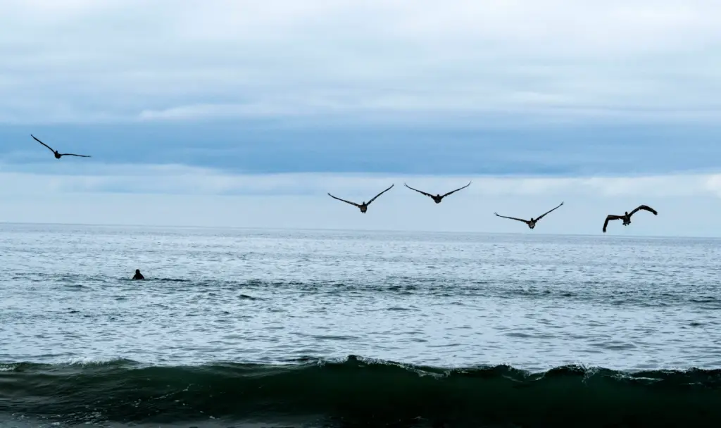 Five Brown pelicans fly to the water after being released...