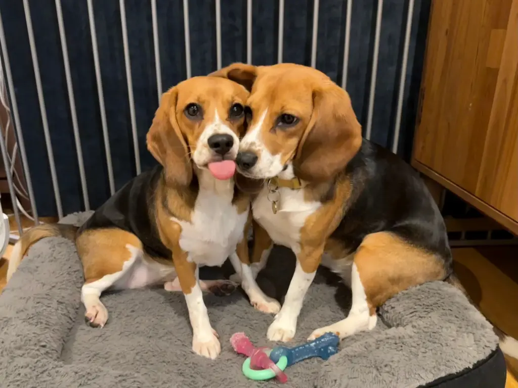 Alfie and Bailey, gene-edited hypoallergenic dogs