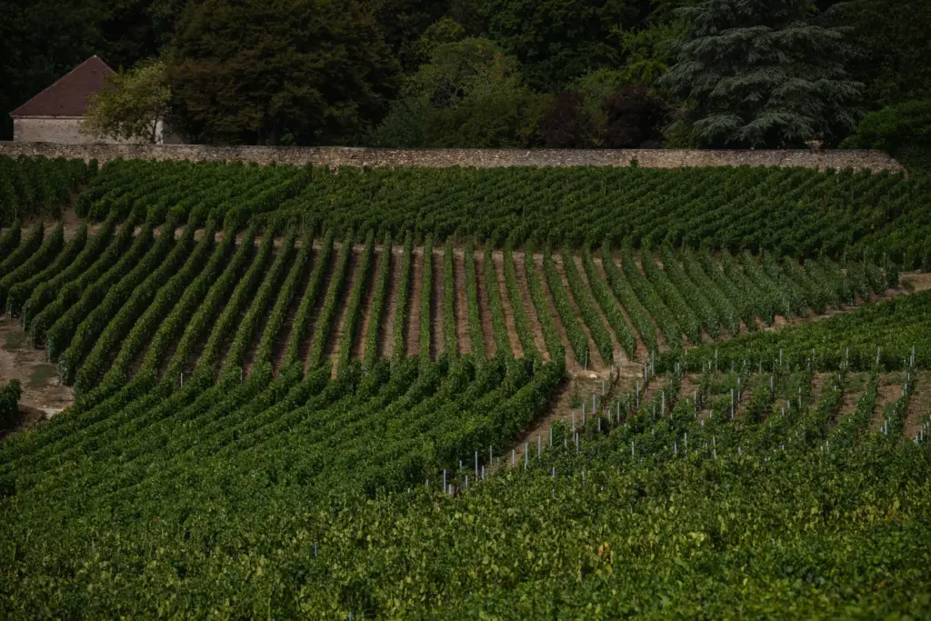 View of vineyard plots with different grape varieties in Hautvillers, France.