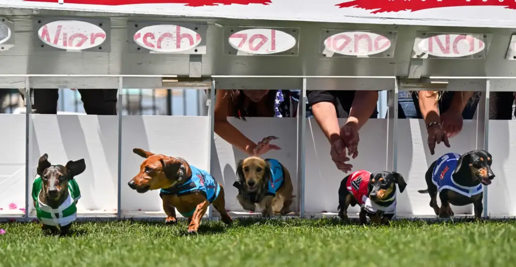 Dachshund owners release their dogs as they try running from...