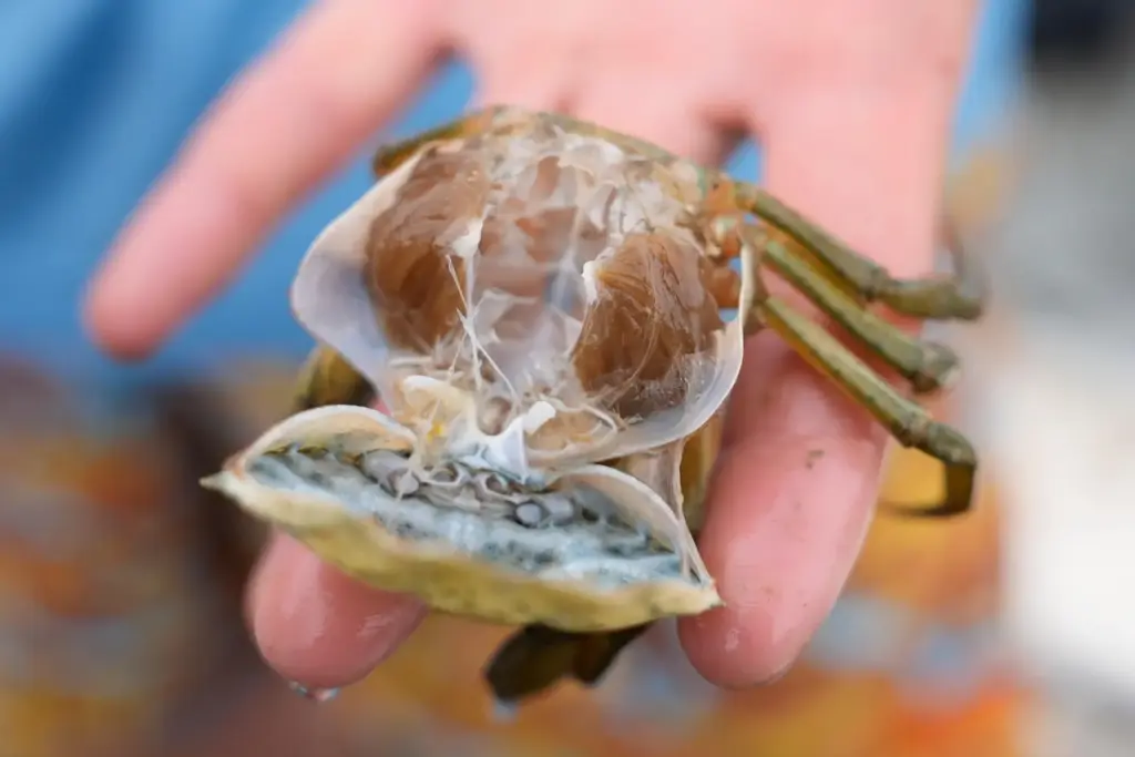 The soft shell of a molting green crab is detached,...