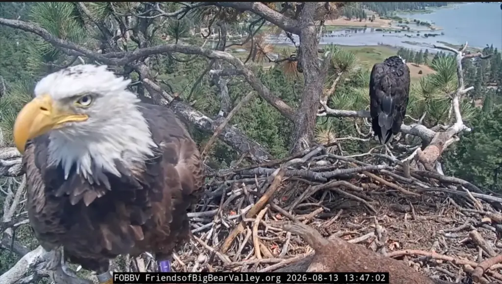 Bald eagles Shadow and KD1 nest together Thursday, Aug. 13,...