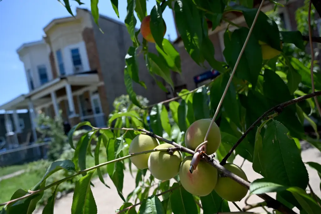 Peaches grow in a lot planted by Plantation Park Heights Urban Farm.