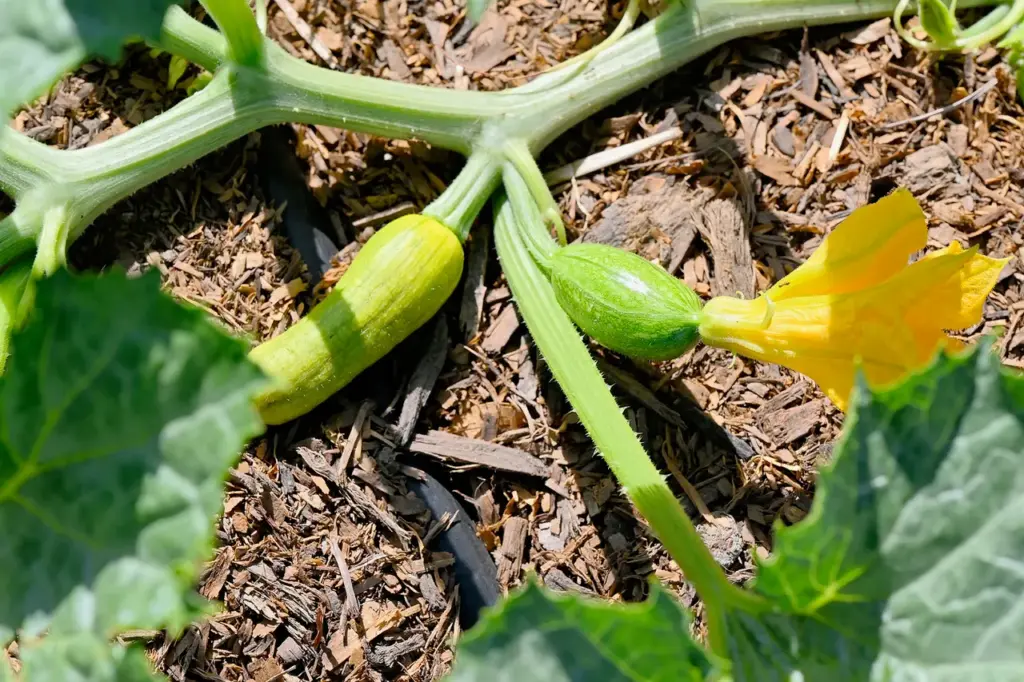 These little sprouts will become watermelons. They’re growing in the...
