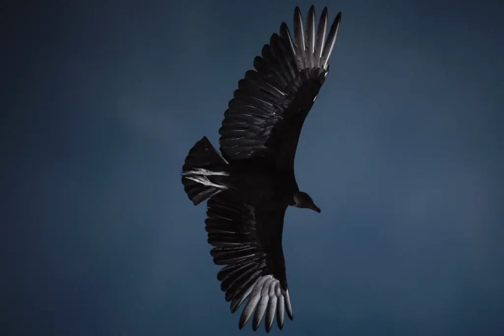 A black vulture in flight near Crab Orchard on June...