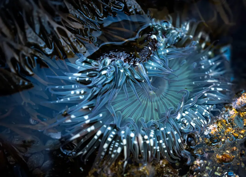 Rick Musto withÂ Anakin Anemone won Honorable Mention in the professional...