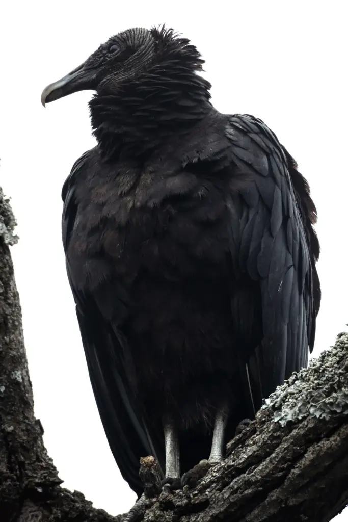 A black vulture perches near Crab Orchard on June 5,...