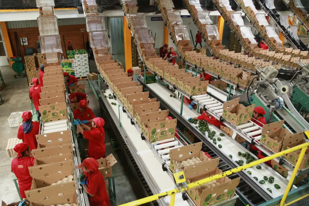 Workers sort avocados at a packing plant in Tacambaro, Mexico...