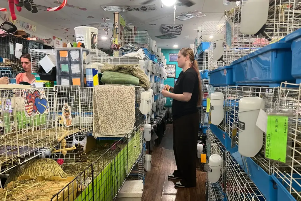 A volunteer monitors guinea pigs at a guinea pig rescue in Salisbury, Massachusetts.
