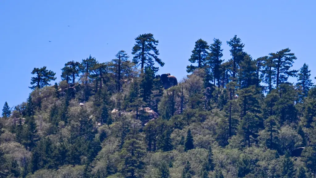 Members of the San Bernardino Mountains Land Trust and Friends...