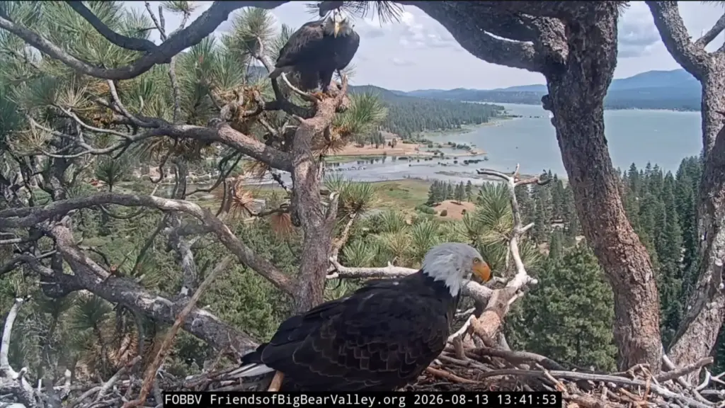 Bald eagles Shadow and KD1 nest together Thursday, Aug. 13,...